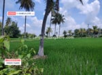 5 Acres Agricultural Land for sale in Kanakapura (3)