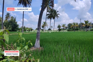 5 Acres Agricultural Land for sale in Kanakapura (3)
