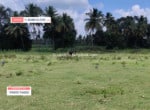 Agricultural land for sale in Somanahalli Kanakapura (4)