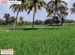 Agricultural land for sale in kanakapura road (1)