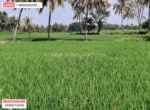 Agricultural land for sale in kanakapura road (4)