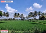 Agricultural land for sale in kanakapura road (6)