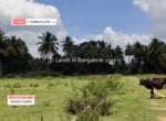Farm Land for sale in Kanakapura road (3)