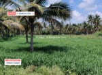 Agricultural land in Harohalli